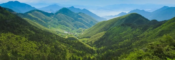 智慧護林有妙招，看太子山如何用科技守護森林
